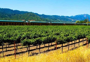 Vineyard at sunset, California